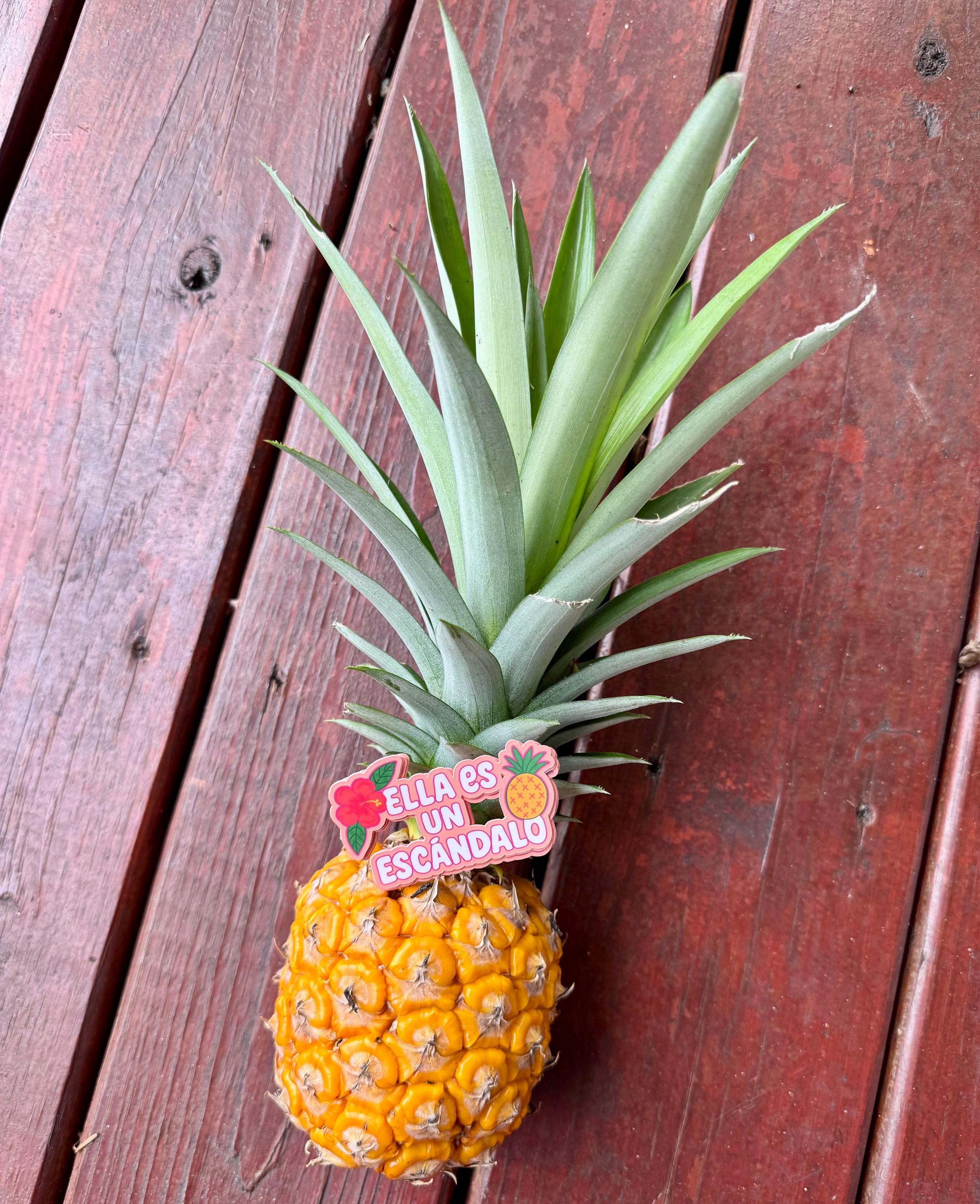 Tropicoqueta Karol G Inspired Vinyl Sticker